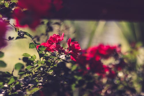 Free Close-Up Photography of Red Flowers Stock Photo