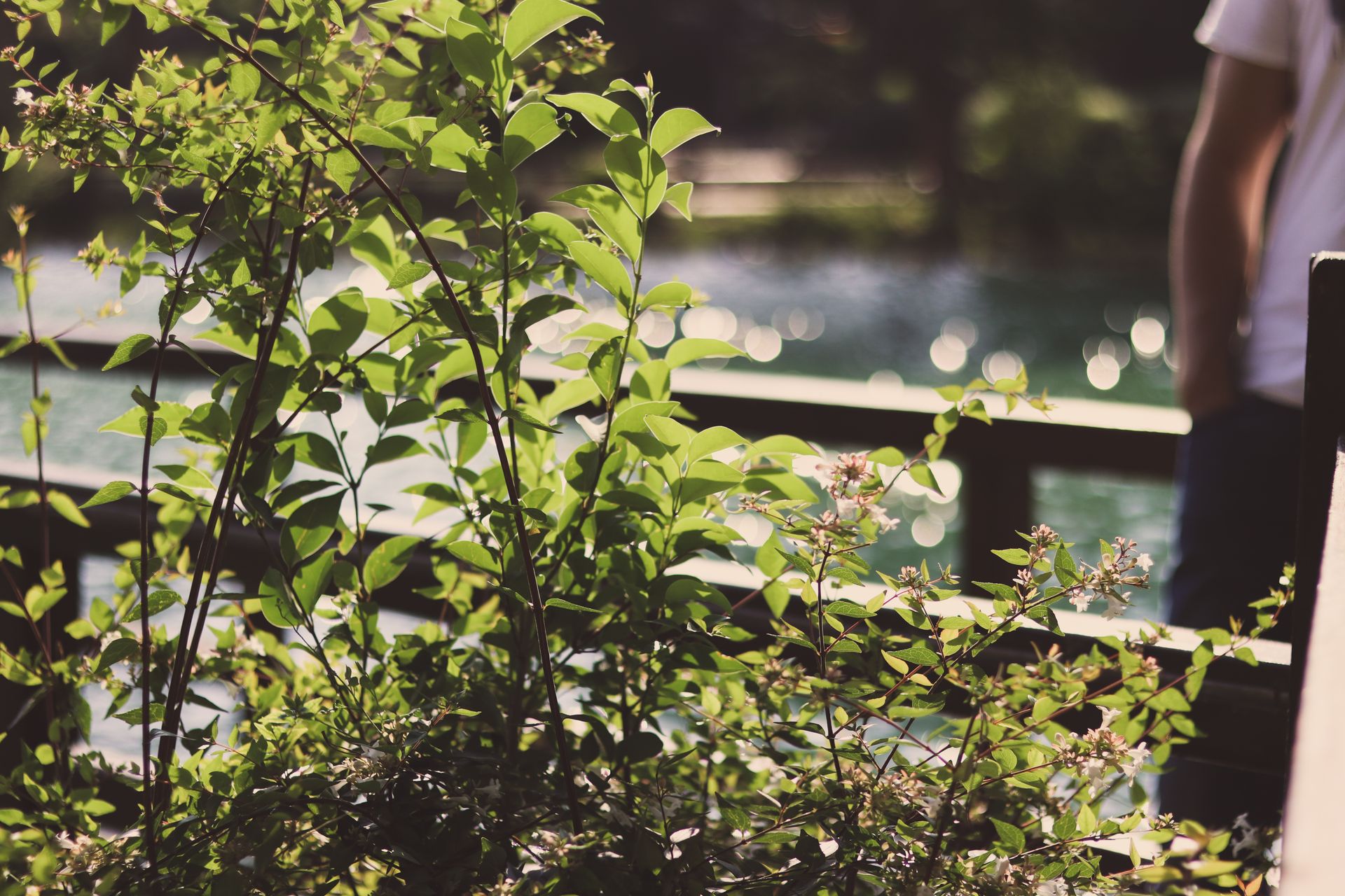 Lush greenery by a garden pond with bokeh sunlight and a fence.