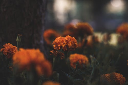Selective Focus Photography of Orange Cluster Petaled Flowers