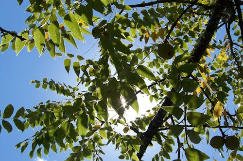 Lage Hoekfotografie Van Groenbladige Boom