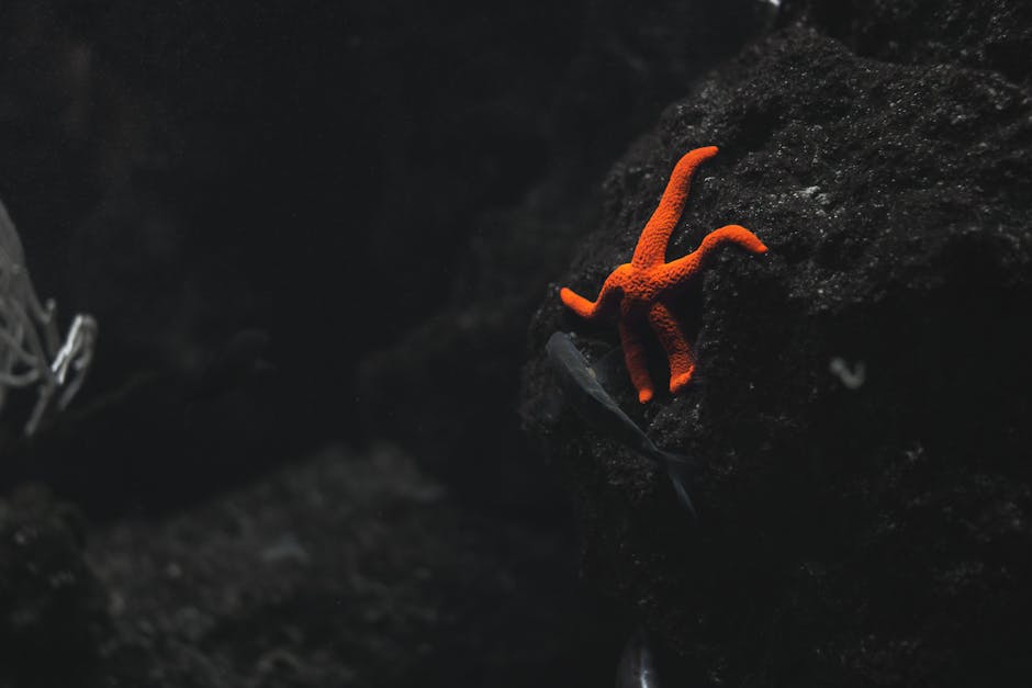 Orange Starfish