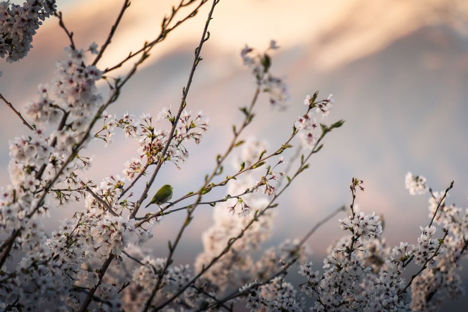 A serene spring scene with a bird perched on cherry blossom branches.