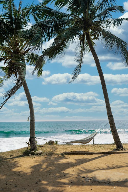bezplatná Základová fotografie zdarma na téma houpací síť, kokosové palmy, moře Základová fotografie
