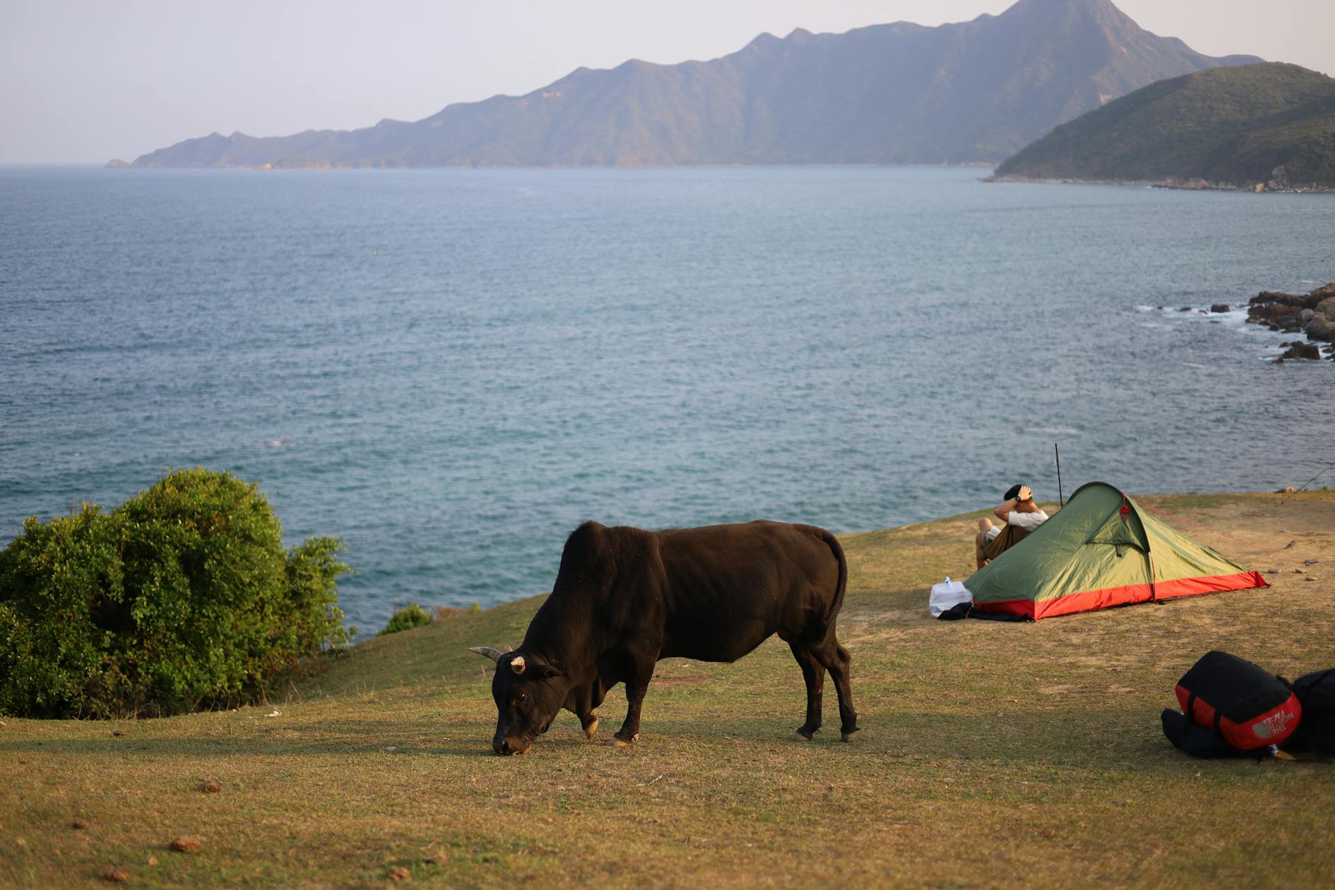 Black Bull Eating Grass Near Body of Water