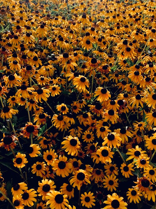 Kostenloses Stock Foto zu blütenblätter, sonnenblumen, sonnenblumenfeld