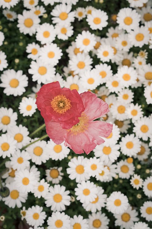 Darmowe zdjęcie z galerii z eudicots, fotografia kwiatowa, islandia makowa