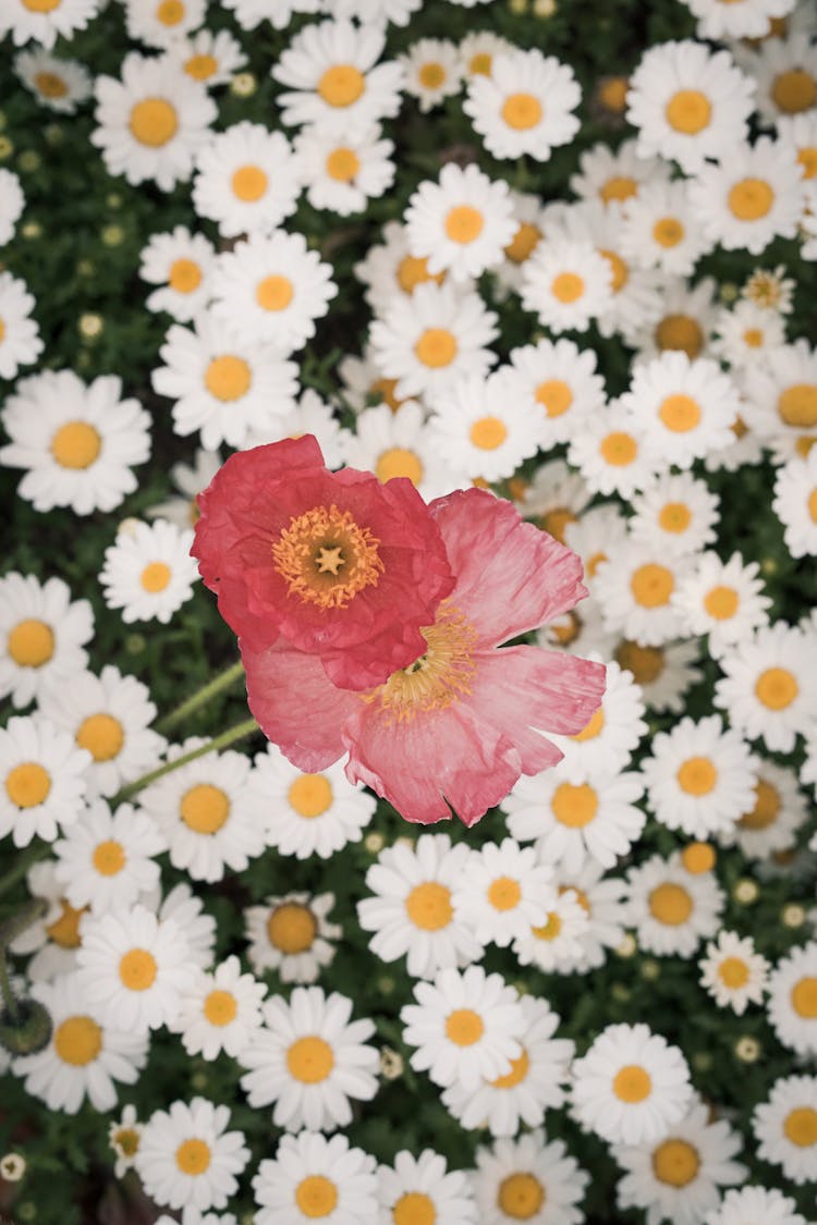 Top View Of Papaver Nudicaule