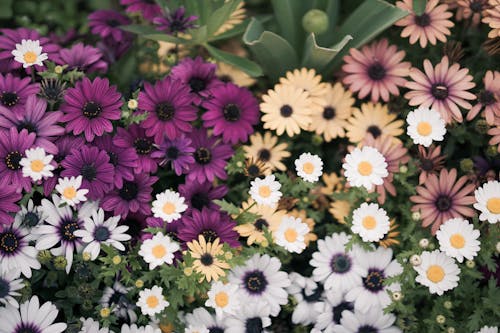 Free African Daisies with Variety of Colors Stock Photo