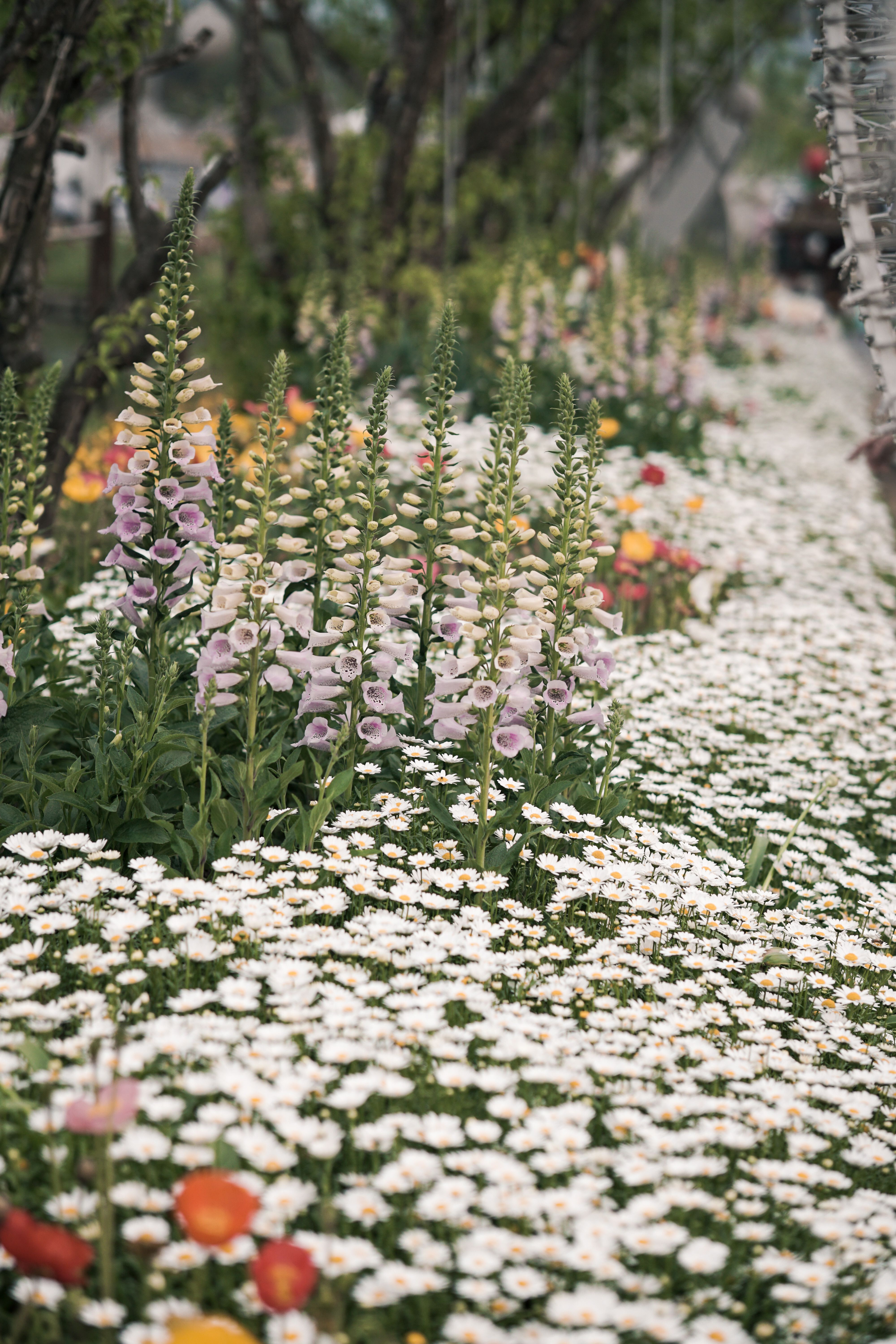 Taman bunga Korea sebagai ilustrasi suasana botanical attraction Herb Island Gapyeong di Pocheon