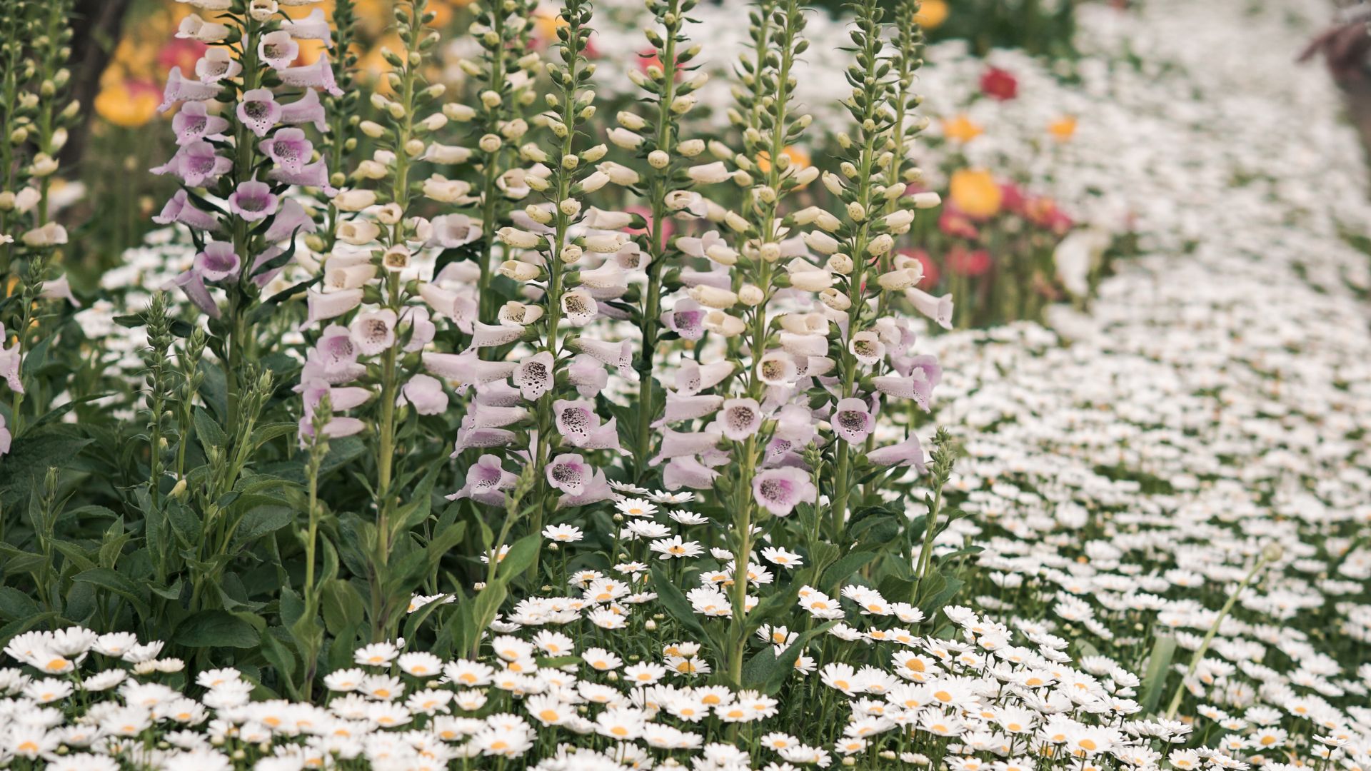 Taman bunga Korea sebagai ilustrasi suasana botanical attraction Herb Island Gapyeong di Pocheon