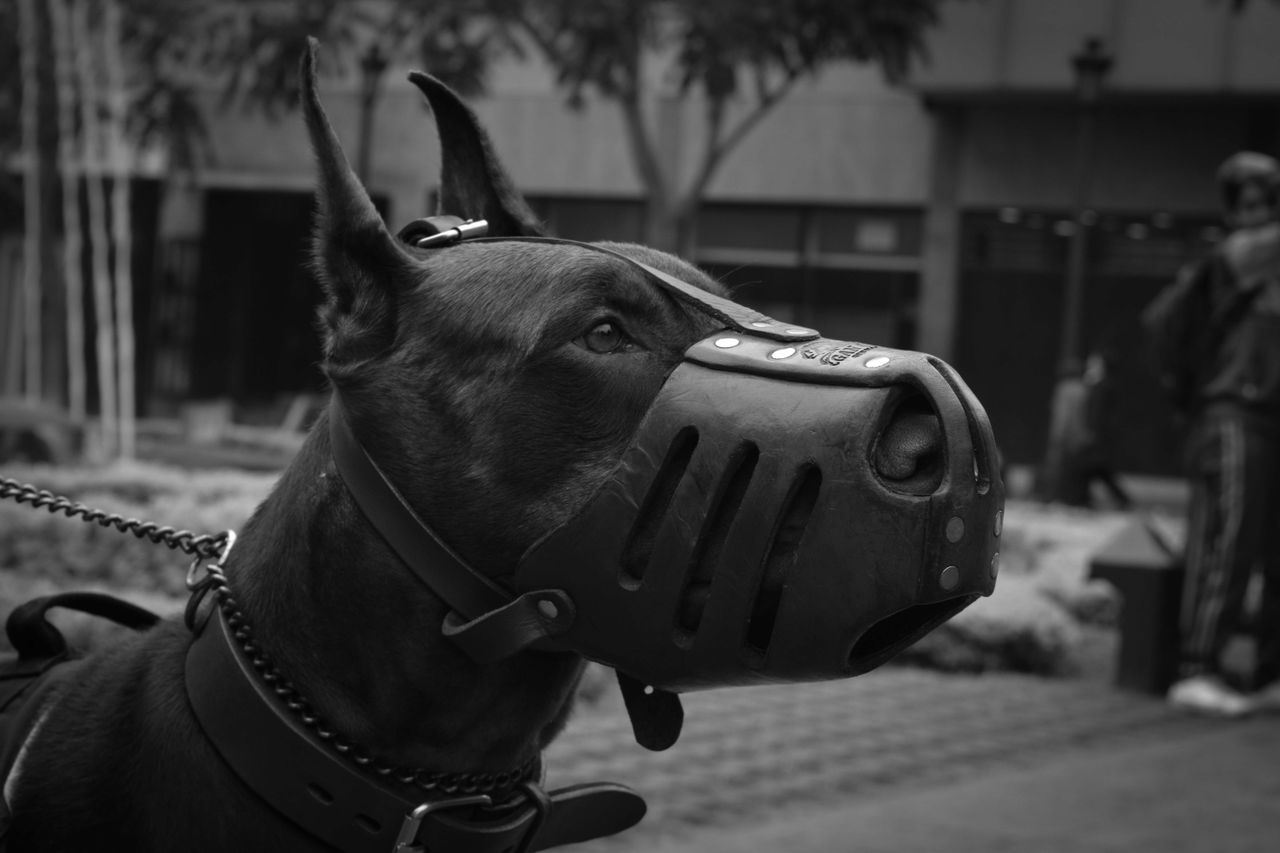 close up portrait of a doberman pinscher in a muzzle captured in black