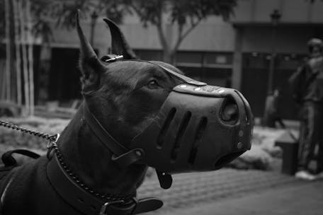 Close-up portrait of a Doberman Pinscher in a muzzle, captured in black and white, outdoors in Peru.