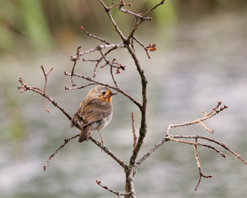 A Brown Robin Bird Perched on the Branch