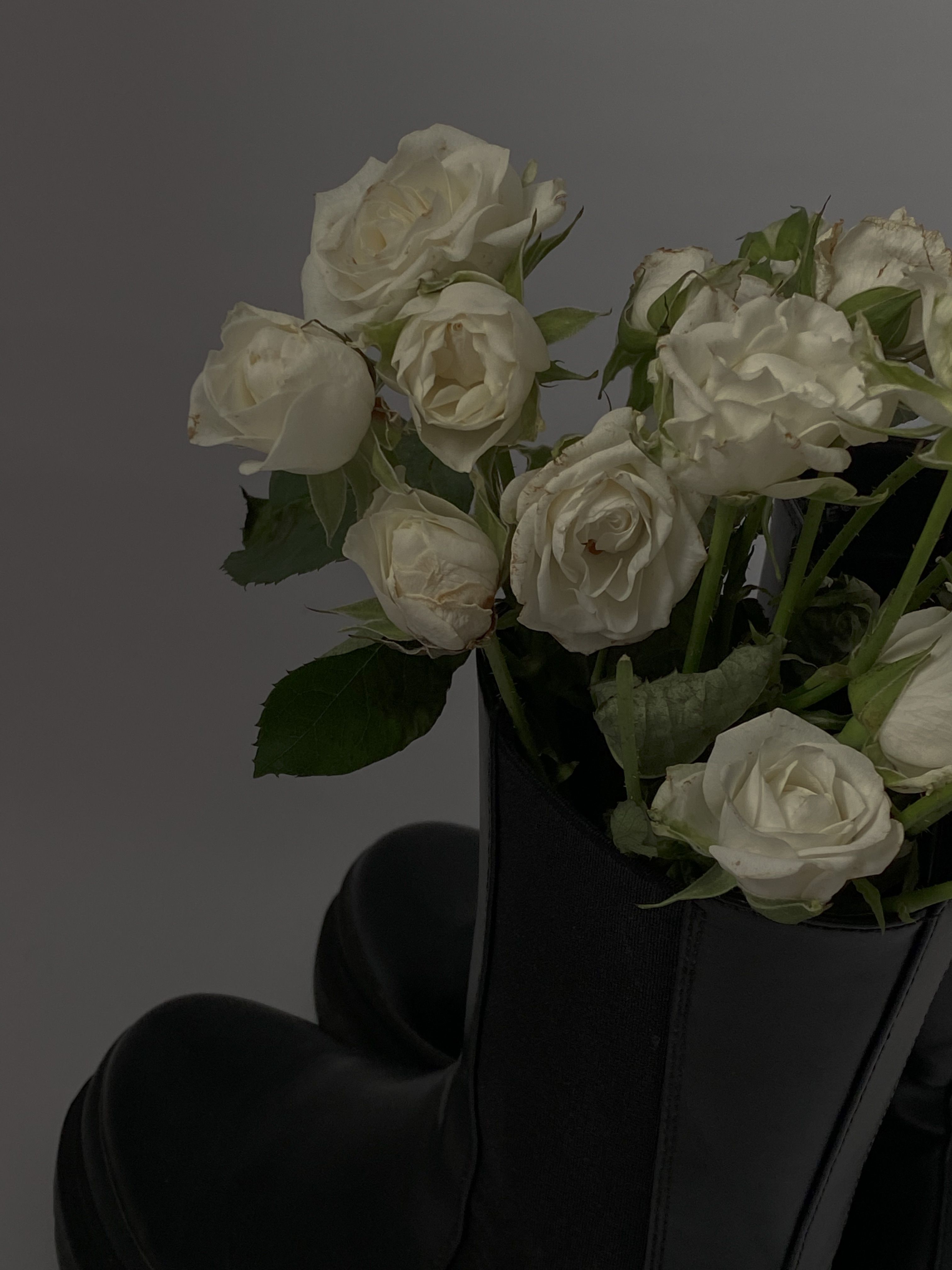 White Rose Close Up · Free Stock Photo