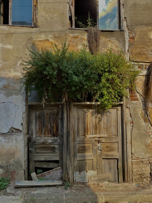 Free Rustic old doors of a decaying building, overtaken by lush greenery, crafts a vintage charm. Stock Photo