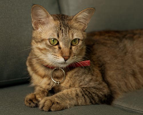 A Cute Cat Lying on the Couch