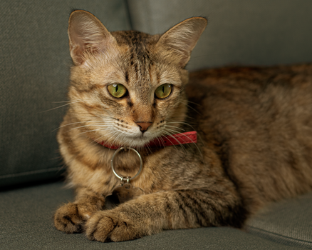 PetFusion Ultimate Cat Lounge Review