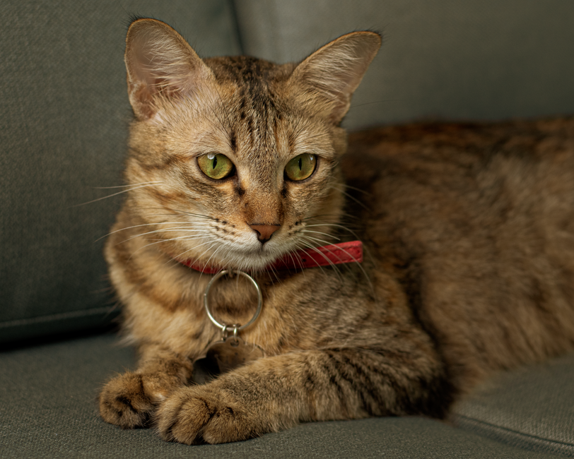 A close-up image of a tabby cat with a red collar lying on a couch, exuding comfort.