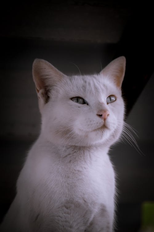 A Portrait of a White Cat 