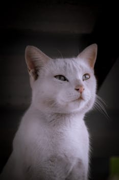 Graceful portrait of a white cat with soft lighting showcasing its majestic features.