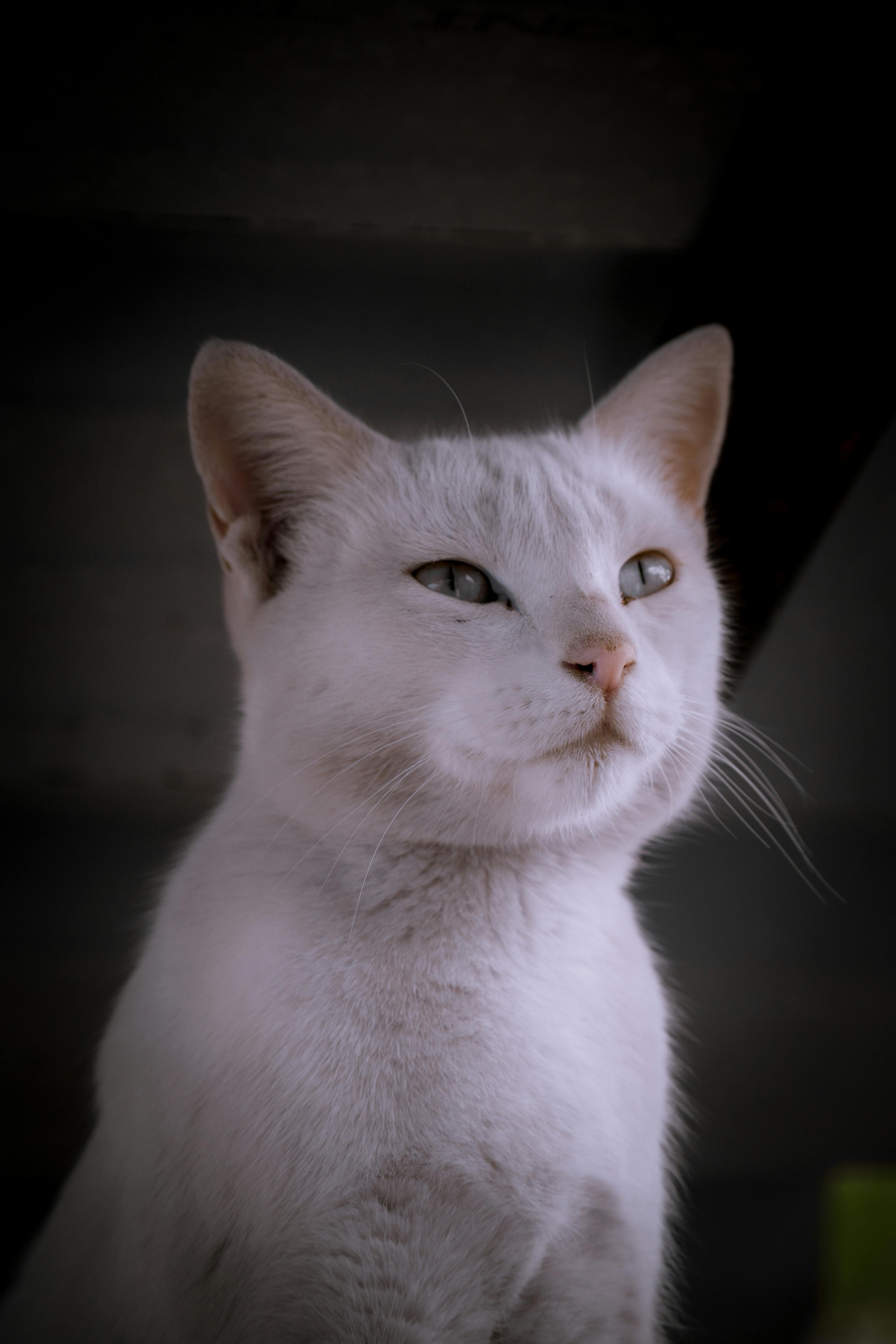 Close-up of a Cat with Closed Eyes · Free Stock Photo