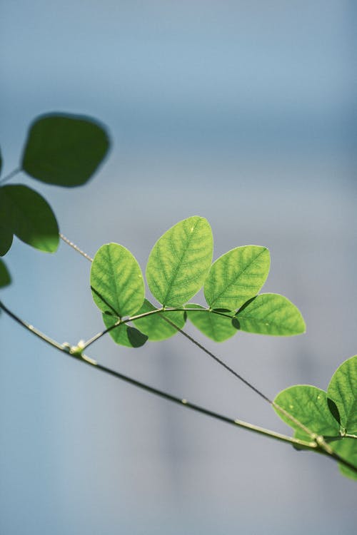 Green Leaves in Close-up Photo