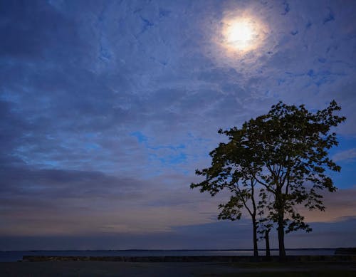 Kostenloses Stock Foto zu baum, bucht inselpark, connecticut