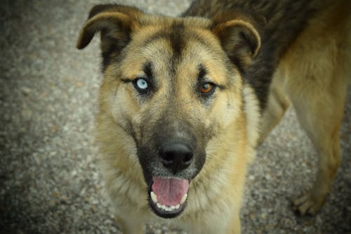 개, 동물의 눈, 저먼 셰퍼드의 무료 스톡 사진
