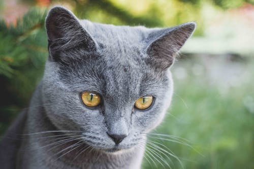 Základová fotografie zdarma na téma britská krátkosrstá kočka, domácí mazlíček, kočka