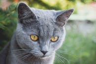 户外特写镜头捕捉到一只灰色英国短毛猫，它长着黄色的眼睛和浓密的皮毛