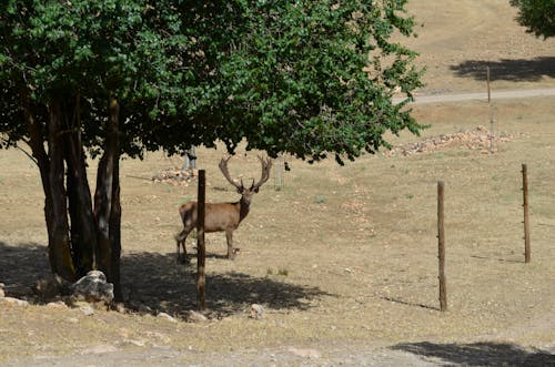 Free stock photo of ciervo, cuernas, finca