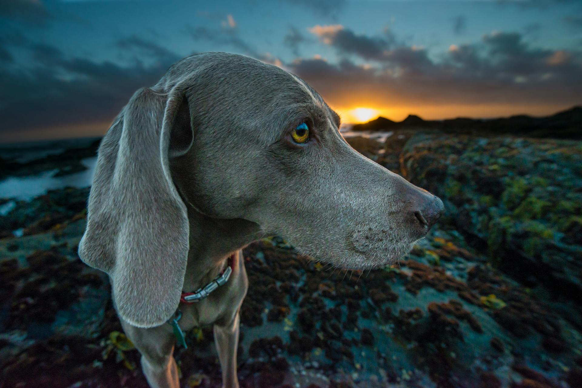 Weimaraner står på klippor