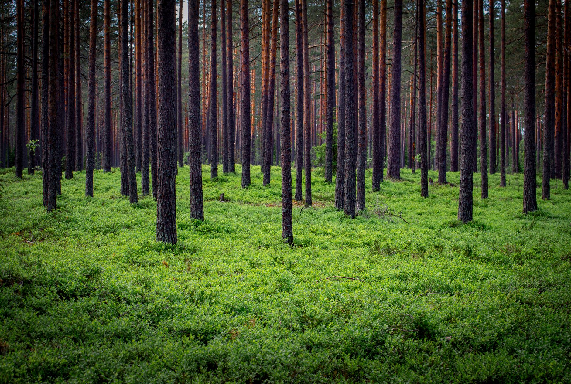 Serene view of a lush evergreen forest with dense green underbrush, perfect for nature enthusiasts.