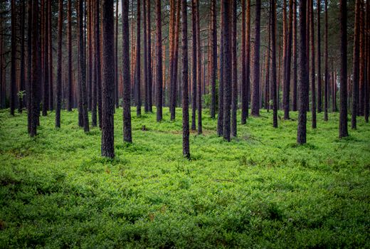 Serene view of a lush evergreen forest with dense green underbrush, perfect for nature enthusiasts.