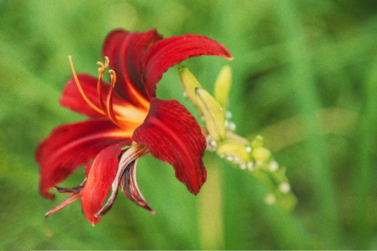 Red Daylily Flower In Tilt Shift Lens 