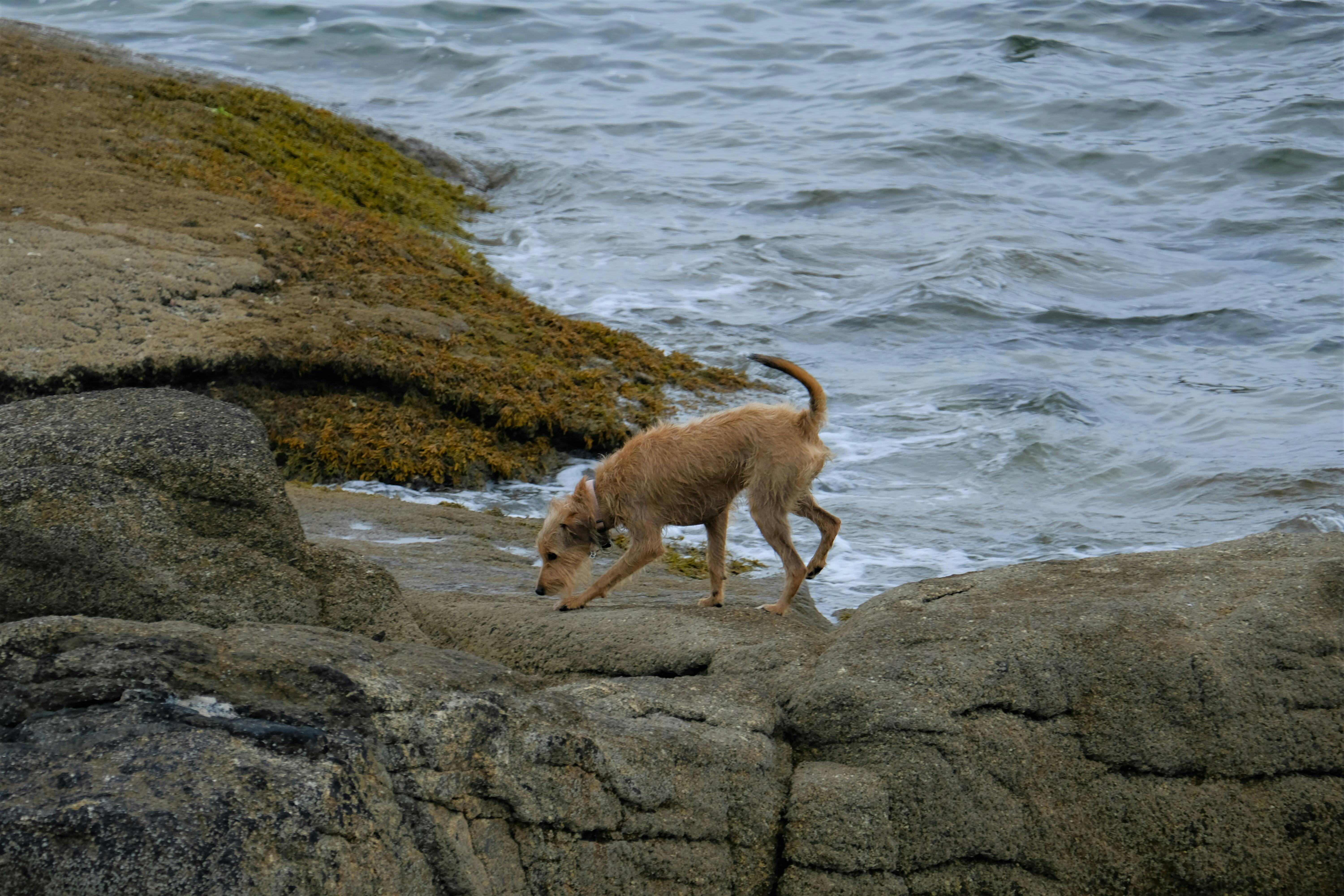 A small dog walking on a rocky shoreline by the ocean, exploring its surroundings.