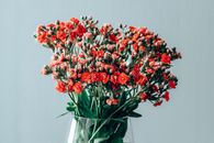 Free stock photo of flowers