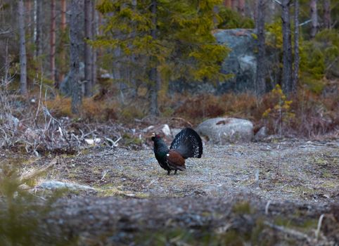 Western Capercaillie Near Trees 