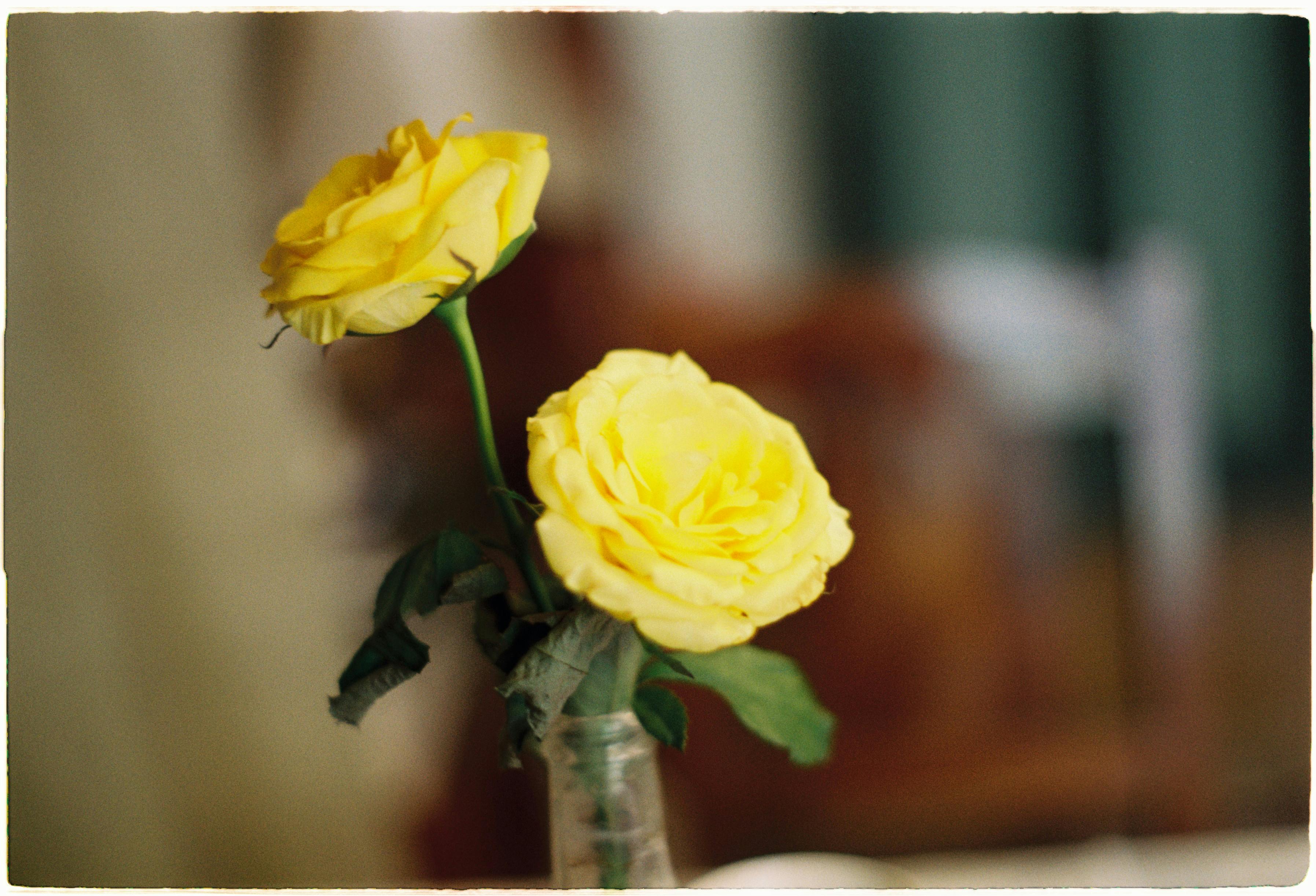 Cultivo de Ranunculus: Sustrato, Cormos, Riego y Post-cosecha