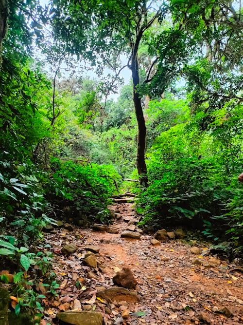 Foto profissional grátis de árvores de outono, fundo da floresta escura