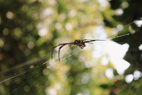 Free A Spider Stock Photo