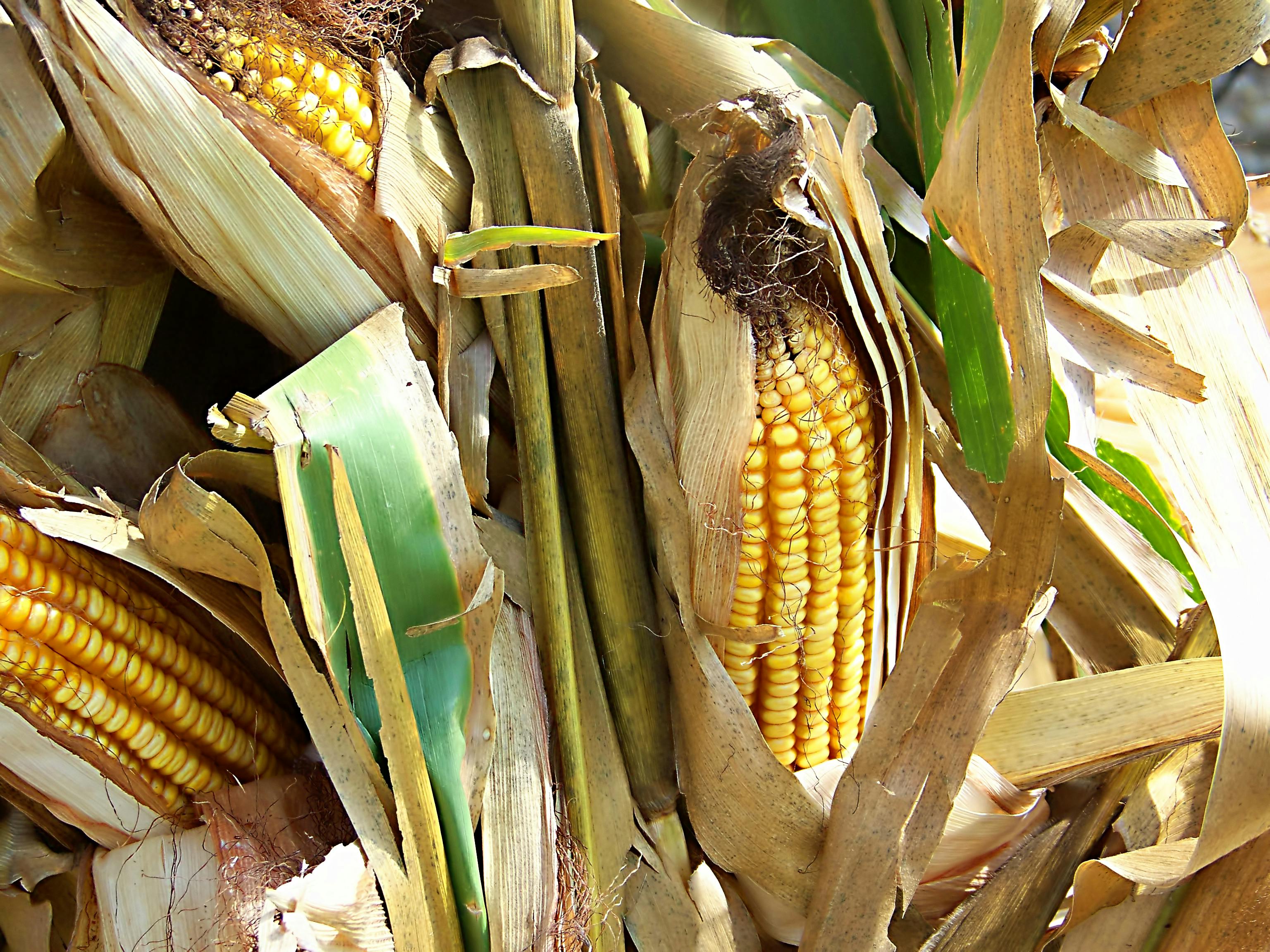 Free stock photo of agricultural, corn, ears of corn