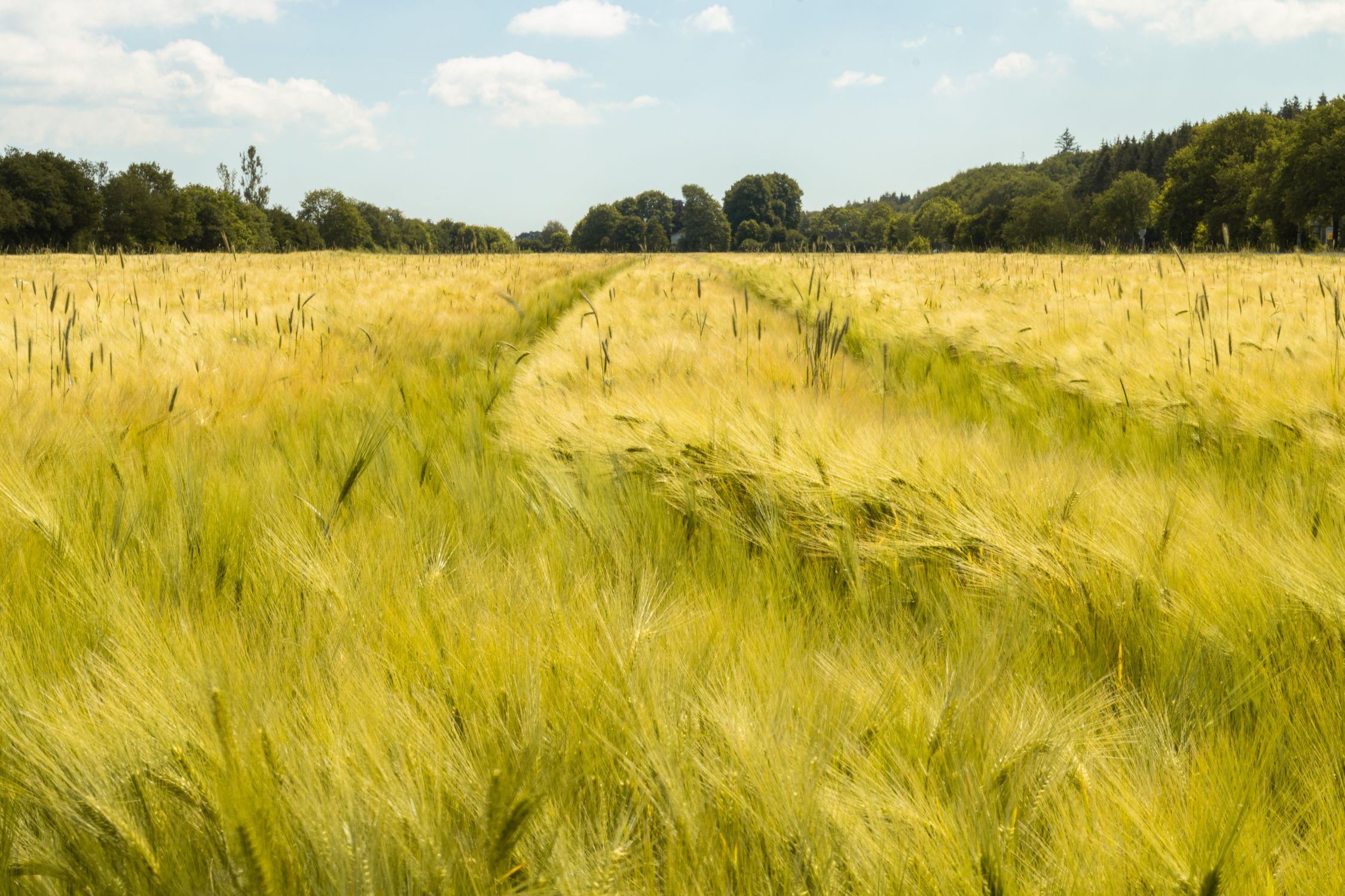 A Field Of Barley Free Stock Photo A Field Of Barley Free Stock Photo