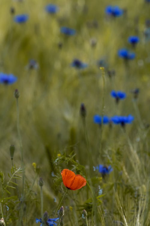 A Flower in a Field