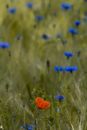Blue cornflield flowers and red poppy in a barley field
