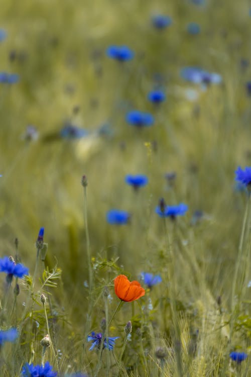 Gratis stockfoto met blauwe bloemen, bloeiend, bloemblaadjes