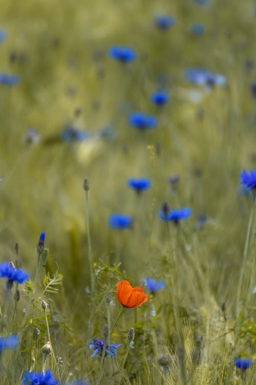 Kostnadsfri bild av blå blommor, blommor, blomning