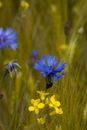 Blue cornflower and yellow rape blossom in a barley field