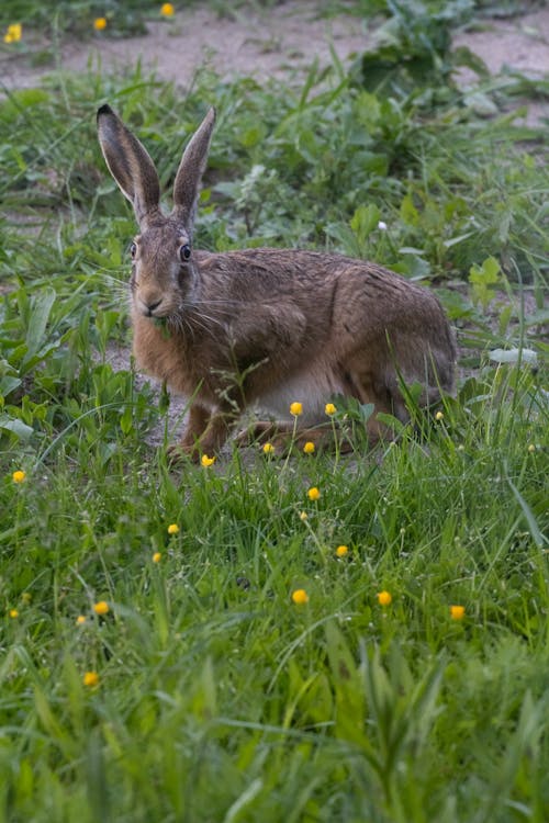 Close-up of a Hare