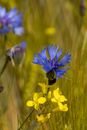 Blue cornflower and yellow rape blossom in a barley field